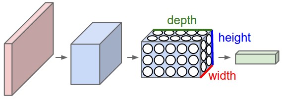 3D neurons of Convolutional Networks