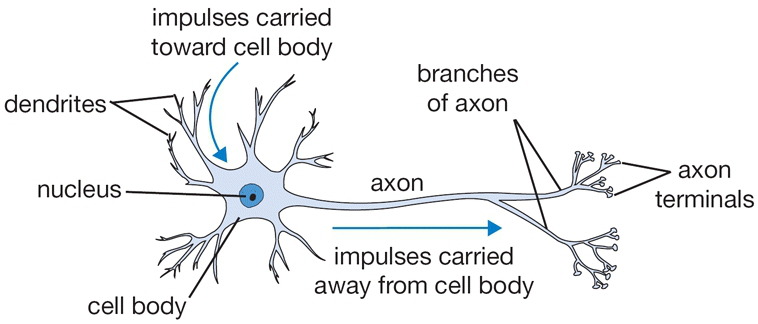神經元生物學模型