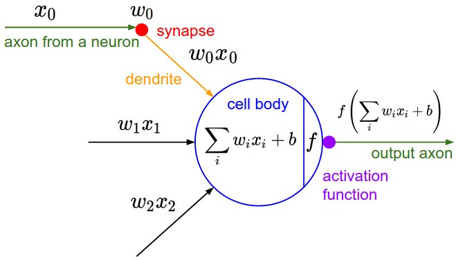 neuron_model.jpeg