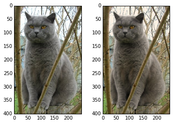 cat tinted imshow